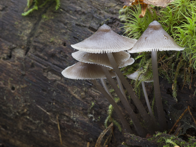 Mycena algeriensis